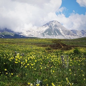 yellow flowers mountain
