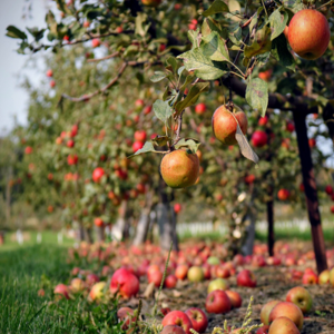 apple orchard crop