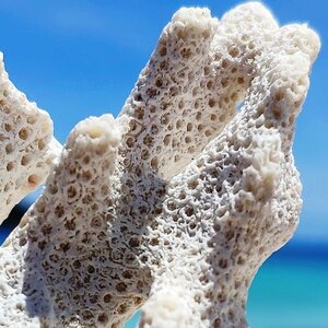 coral skeleton