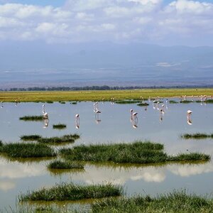 flamingoes Kenya rift valley