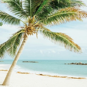 Florida beach palm tree