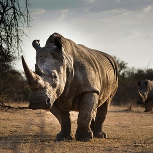 rhino rhinocerous