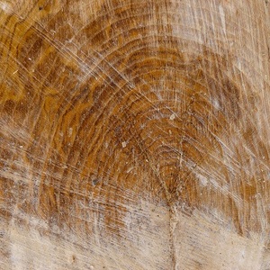 tree rings