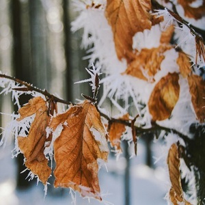 frost leaves