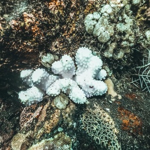 bleached coral