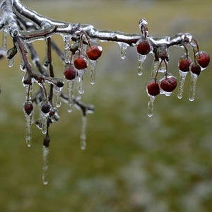 freezing rain ice branch