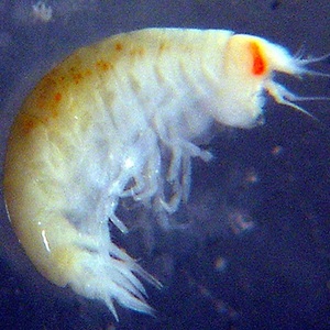 amphipod NOAA