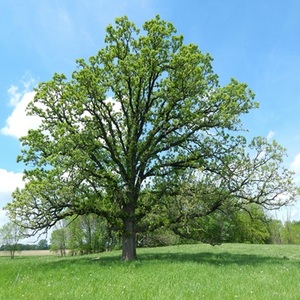 bur oak tree