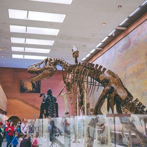 dinosaur museum skeleton display