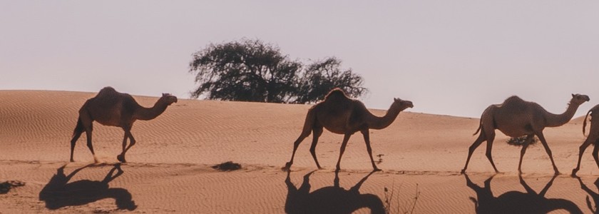 One Hump or Two? - CameLife Australia