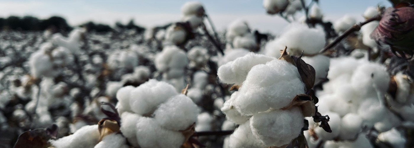 cotton crop field plant
