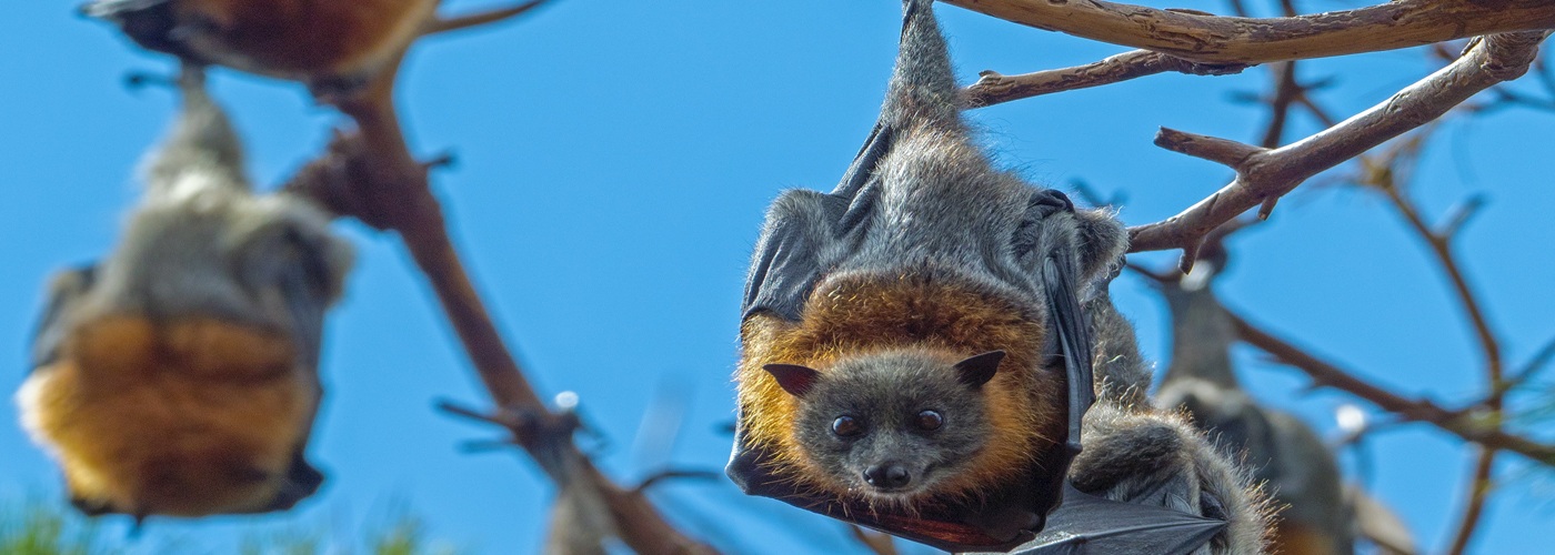 bats hanging tree flying fox