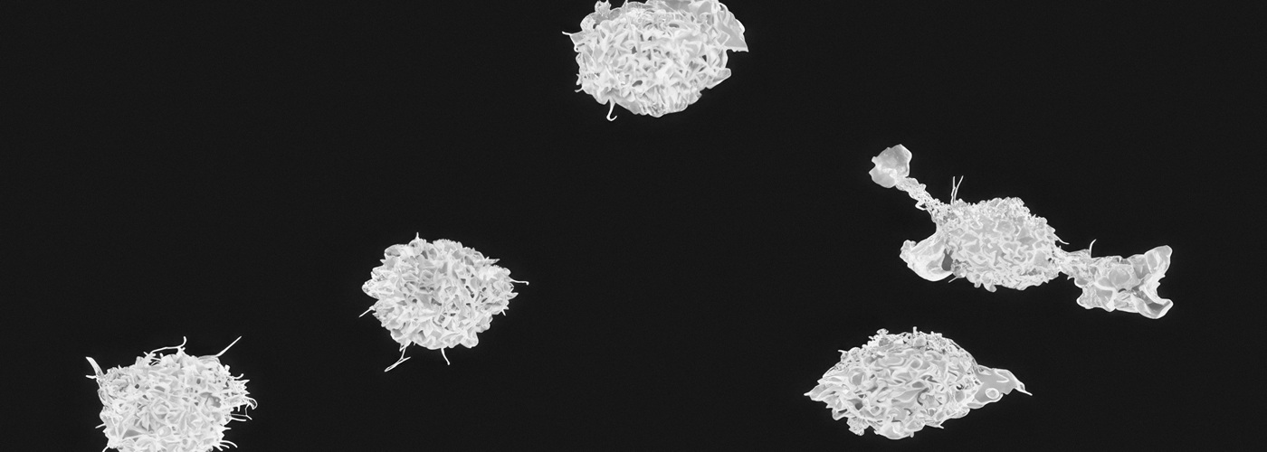 white blood cells