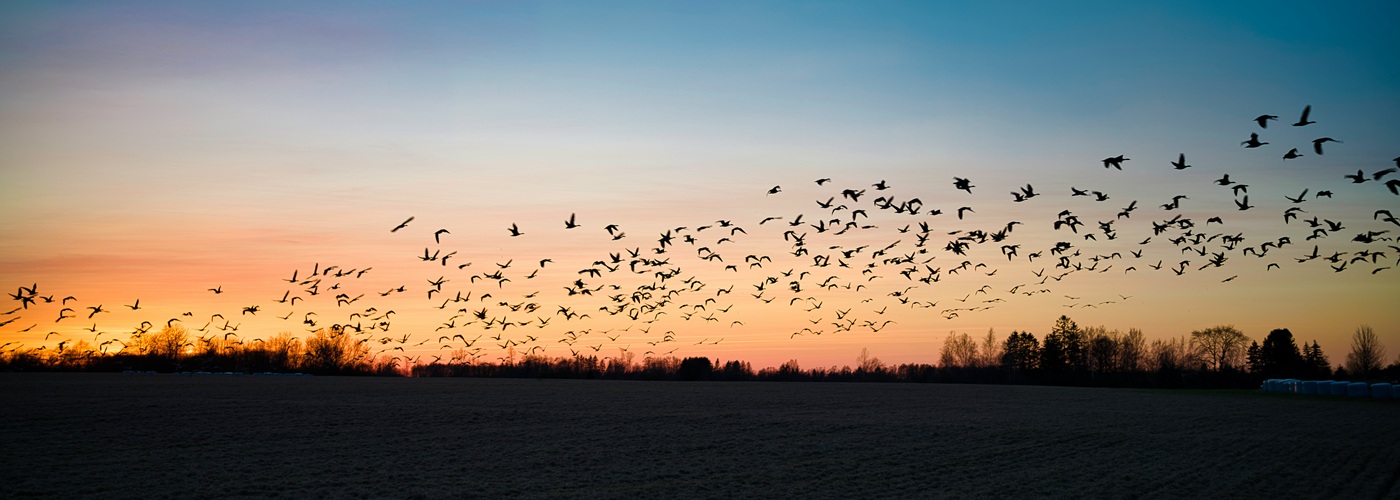 birds flock migration