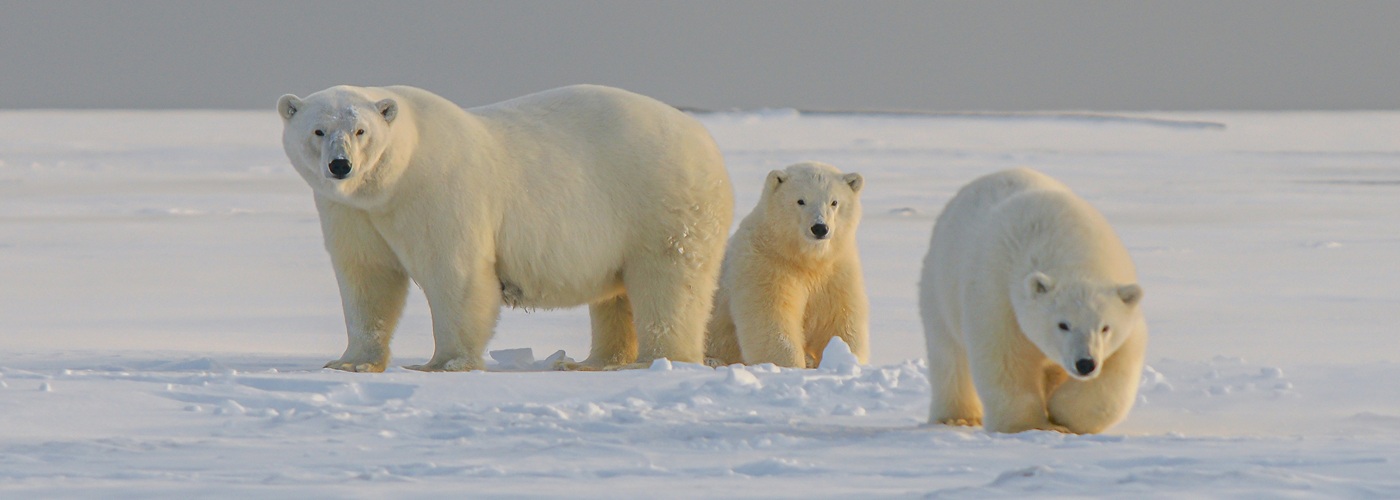 polar bears snow