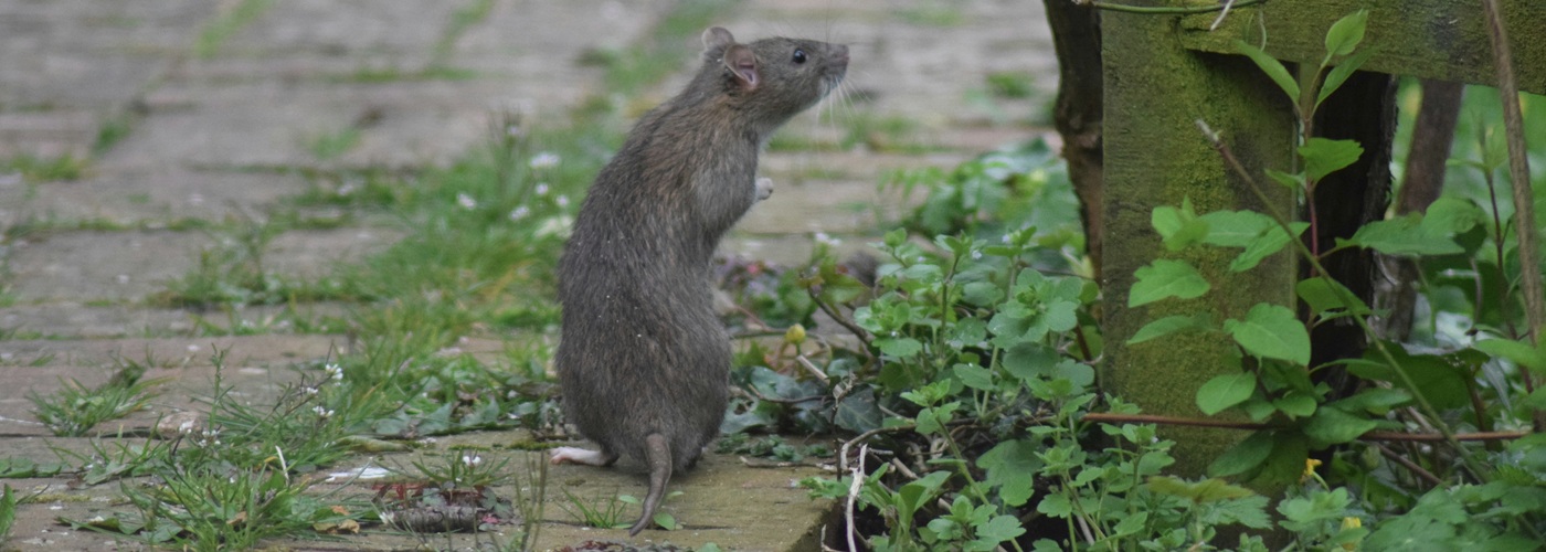 rat mouse foliage