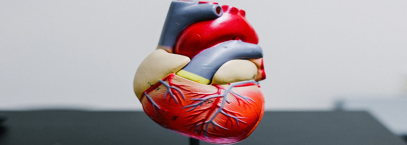 human heart model