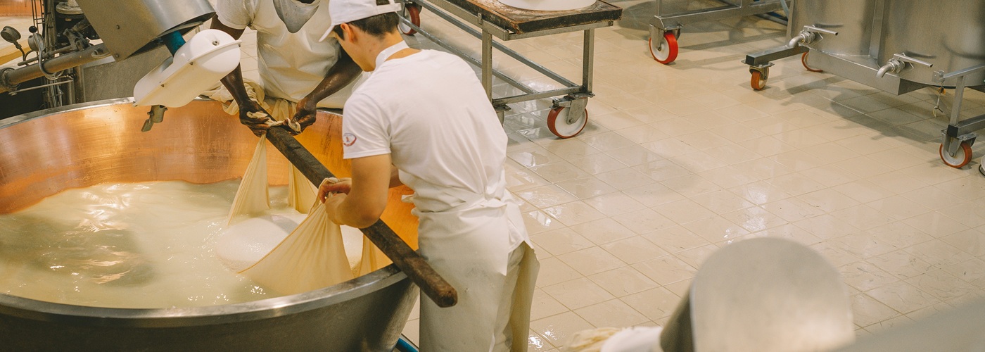 dairy cheese production