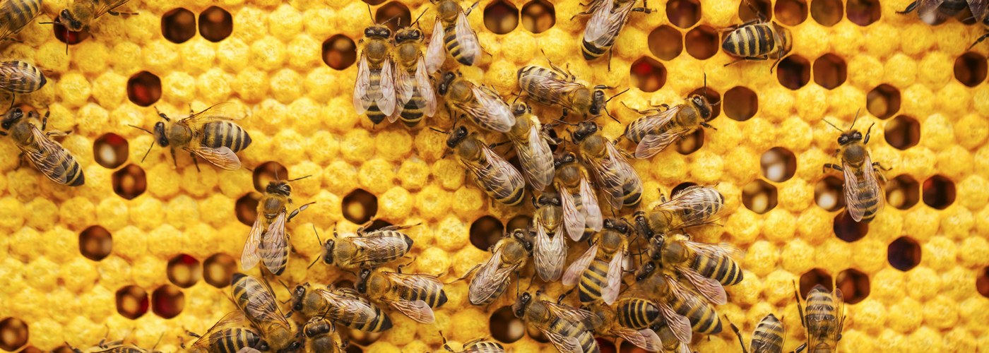 bees hive