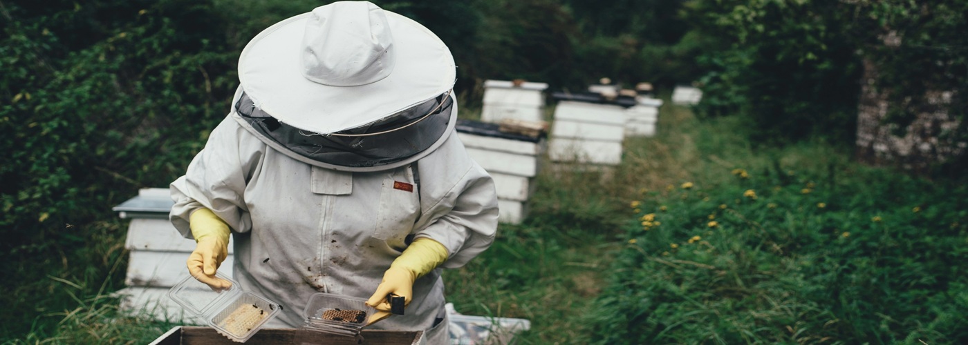 beekeeper hive