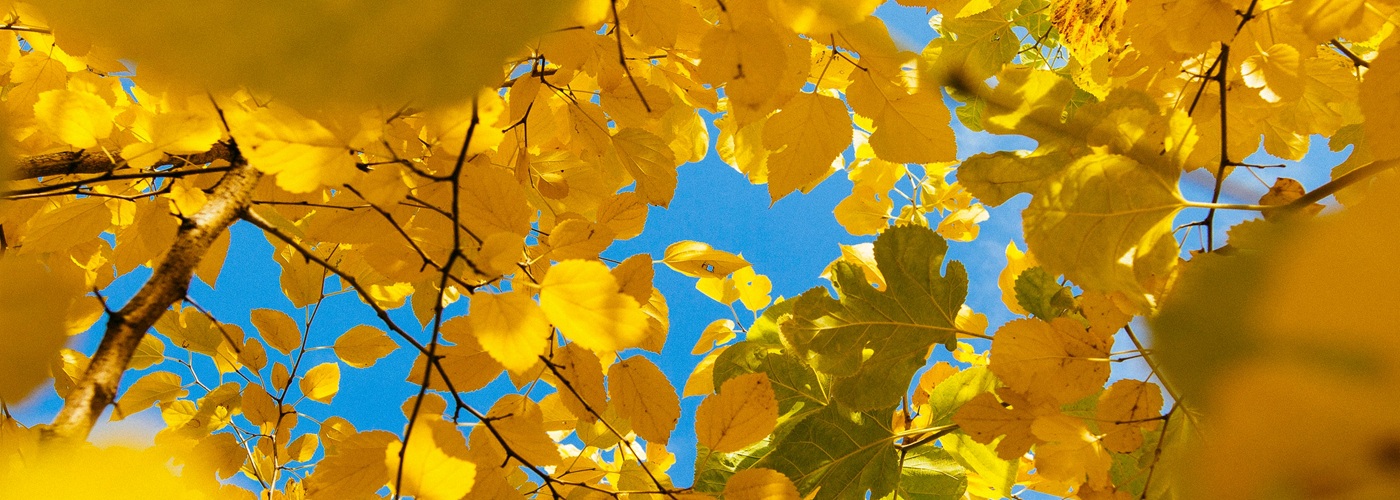 yellow leaves fall autumn