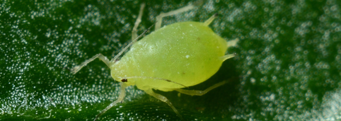 aphid leaf