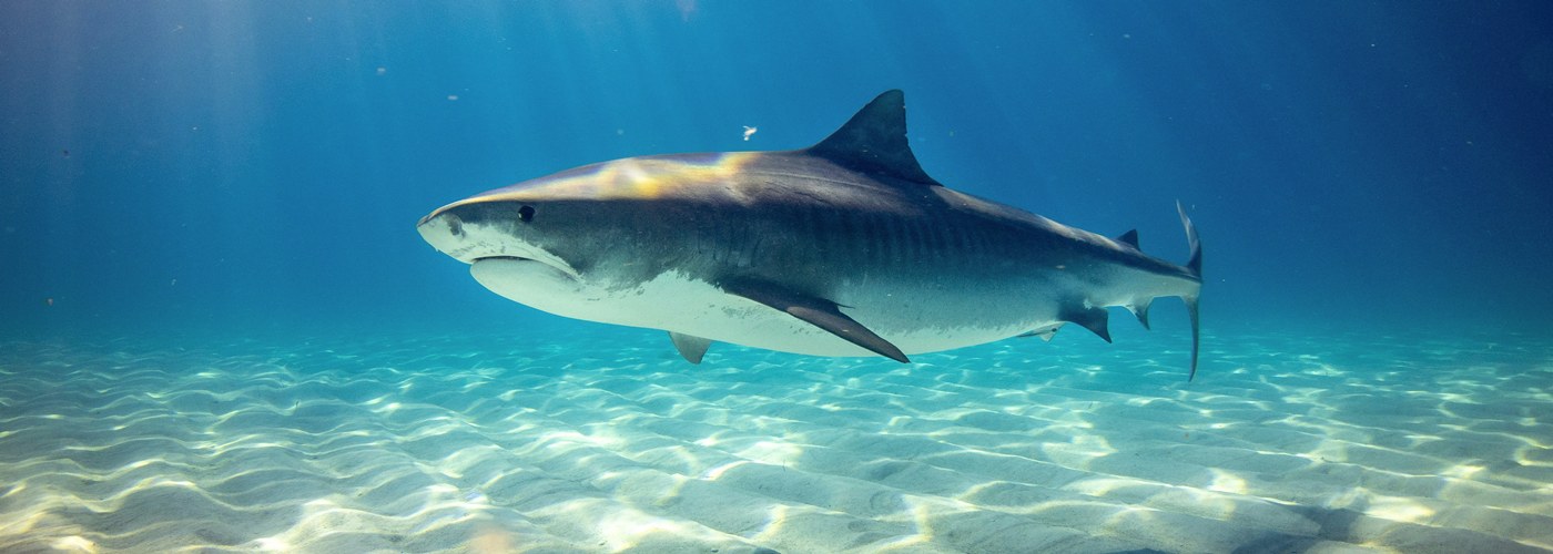 shark ocean underwater