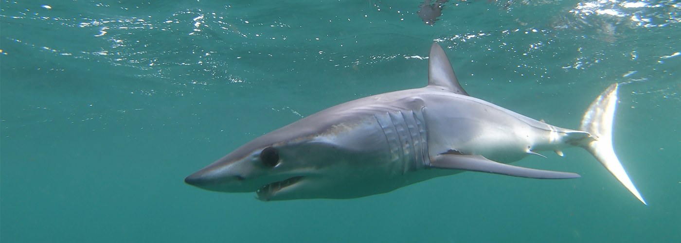 mako shark