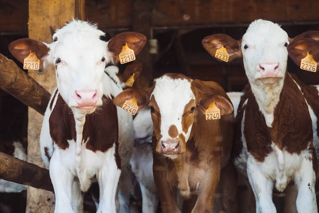 Cows stand in a row