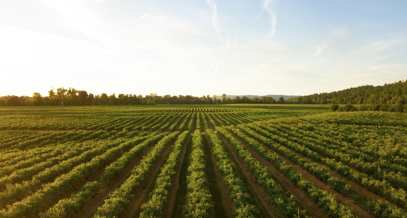 Rows stretch far and wide in a field.