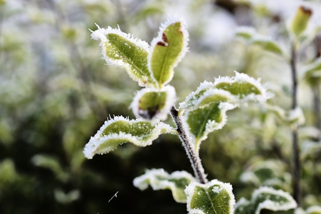 frost on plant