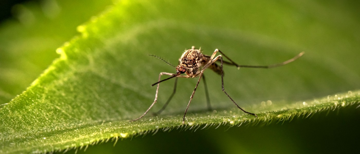 A Mosquito sits on a leaf.