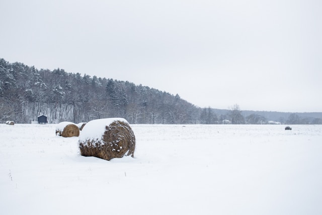 snow field hay