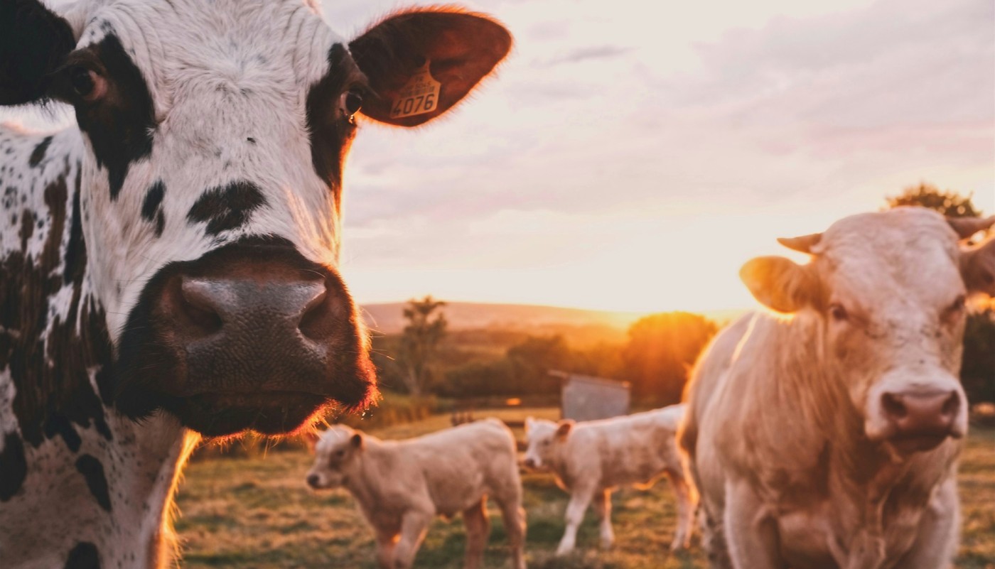 Cattle stand in a field