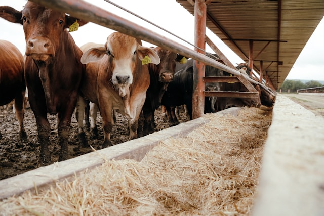 cows feed hay