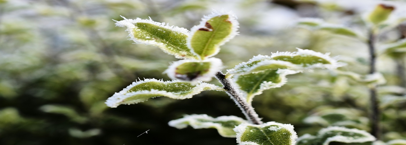 frost on plant