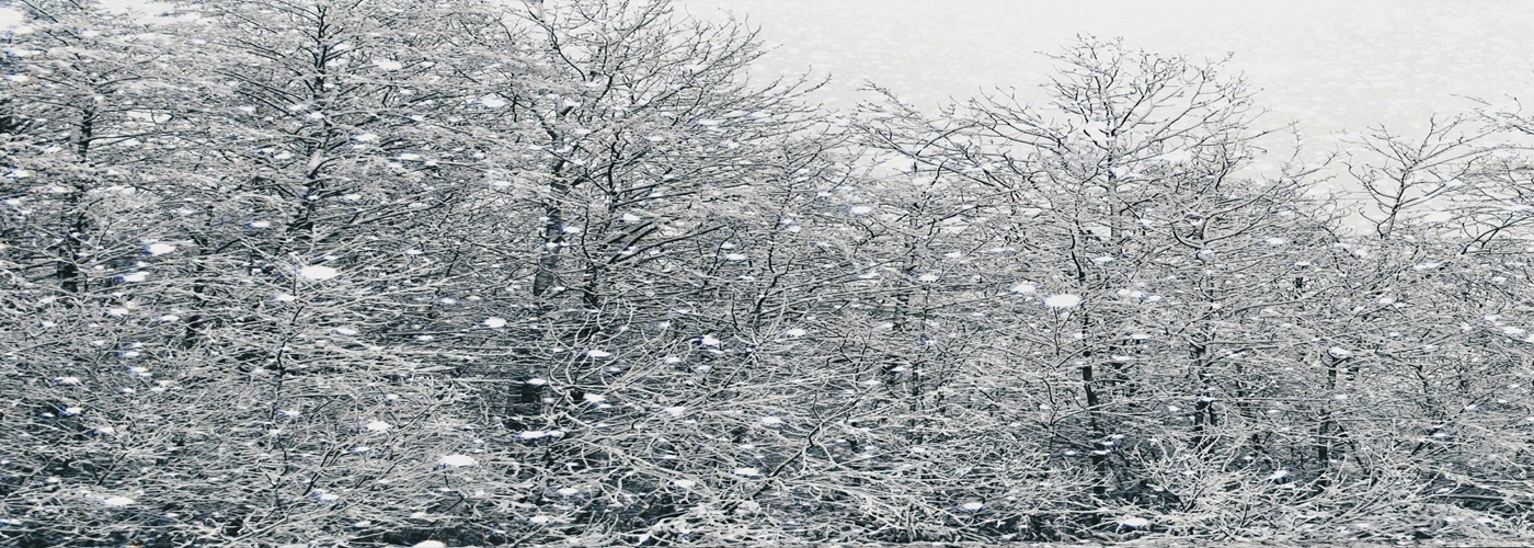 snow falls in trees