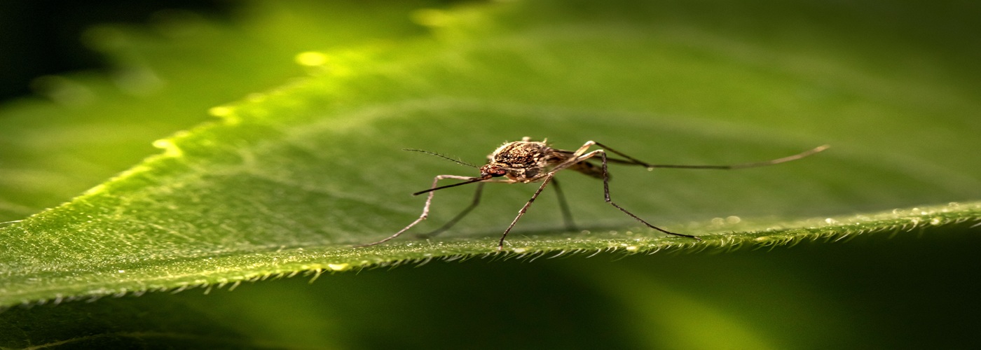 A Mosquito sits on a leaf.