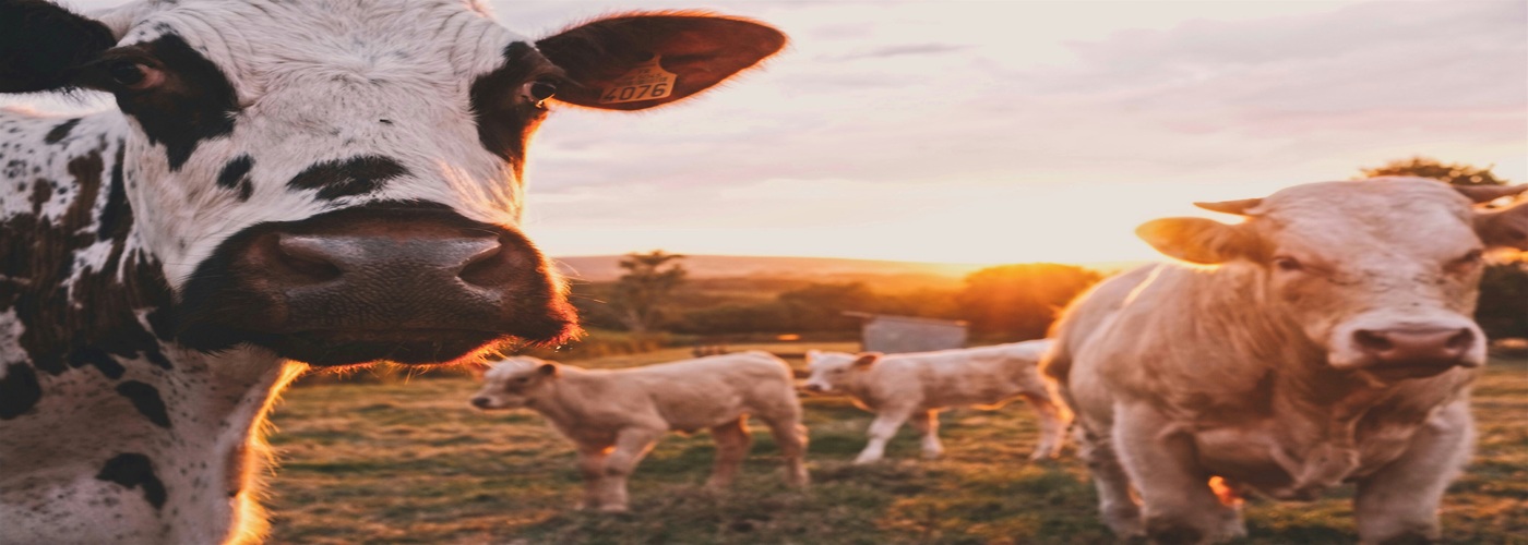 Cattle stand in a field
