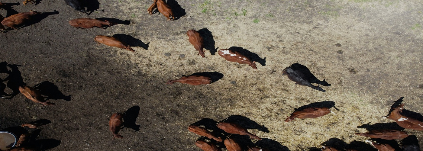 cows graze field
